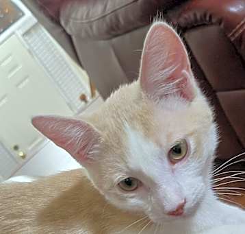 Photo of Toast