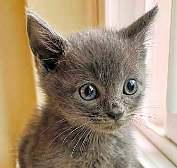 Photo of Jazz