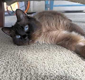 Photo of Neemo