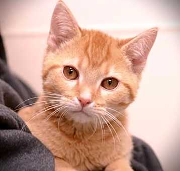 Photo of Cinnamon