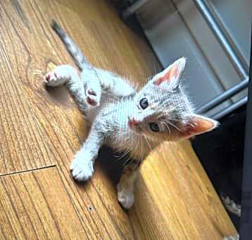 Photo of Apricot