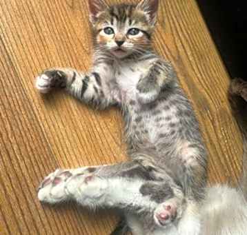 Photo of Mango