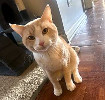 Photo of Simba