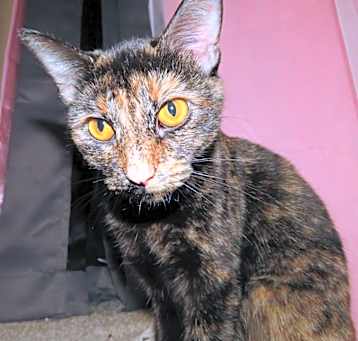 Photo of Dahlia