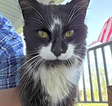 Photo of Sylvester