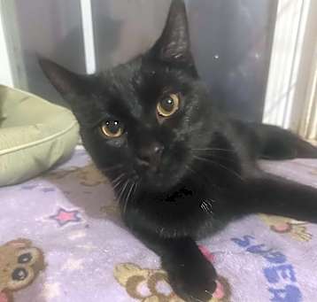 Photo of Shadow
