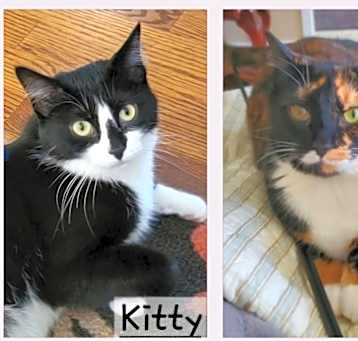 Photo of URGENT: Kitty & Cat