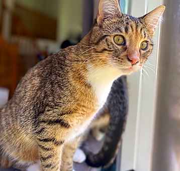 Photo of Gizmo