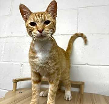 Photo of Rusty