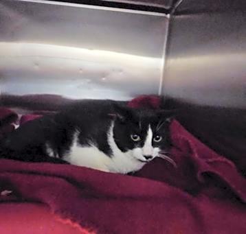 Photo of Dot