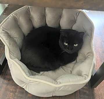 Photo of Onyx