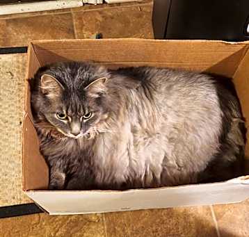 Photo of Scar