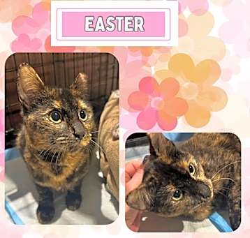 Photo of Easter - a gorgeous affectionate, chirping tortie!
