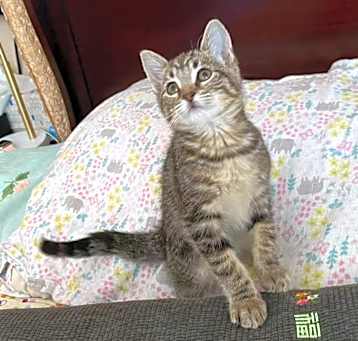 Photo of tiger