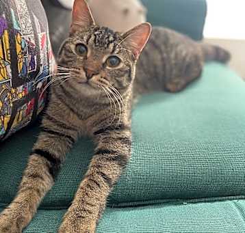 Photo of Felix