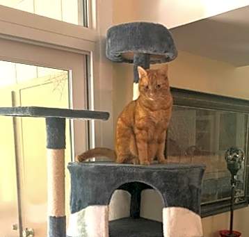 Photo of Commander Mango