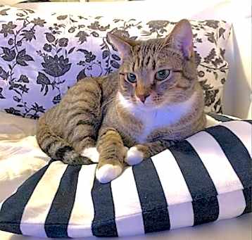 Photo of Lord Tango