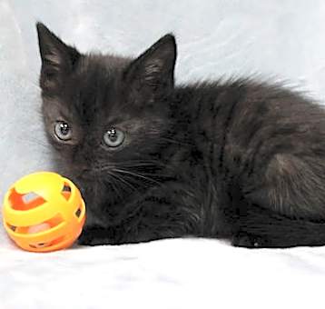 Photo of Midnite