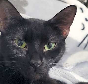 Photo of Batzy