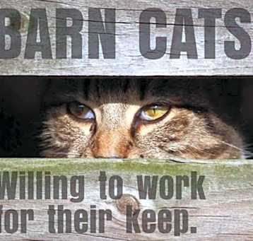 Photo of Barn Cats
