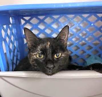 Photo of Kali (momma)
