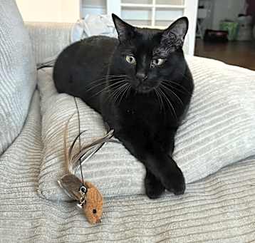Photo of Salem