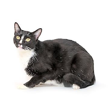 Photo of Meowchi