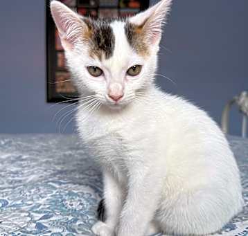 Photo of Nutmeg