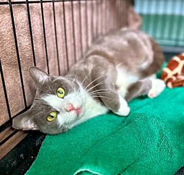 Photo of Princess (C4)