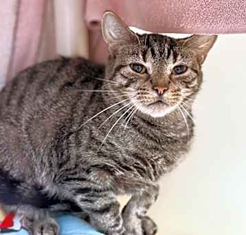 Photo of Squints (C14)