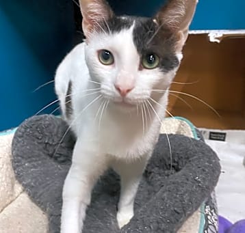 Photo of Beans The Cat