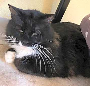 Photo of Checkers