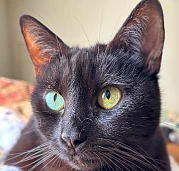 Photo of ARNO
