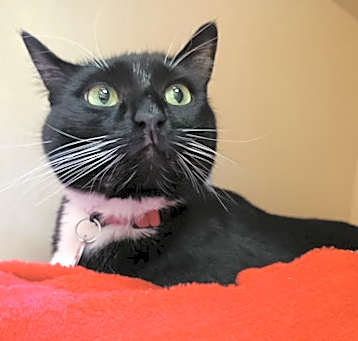 Photo of Rebecca - Bonded to Rachel -