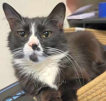 Photo of BUTTON