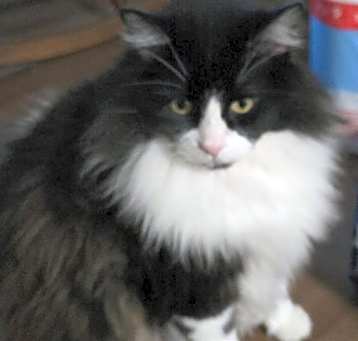 Photo of CHARLIE