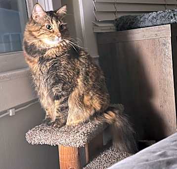 Photo of Roxy (torbie)