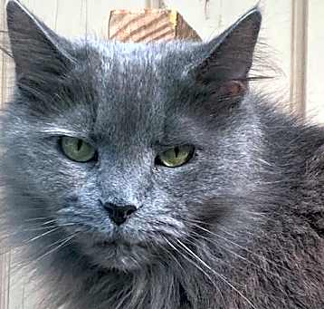 Photo of Tal