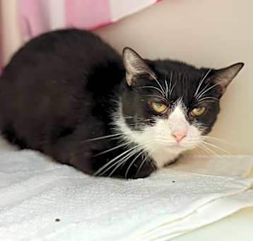 Photo of Cookie (C24)