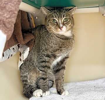 Photo of Tweaky (C35)