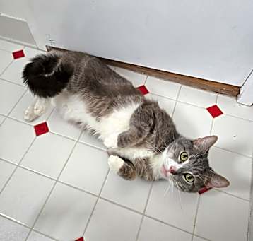 Photo of Mew (C29)