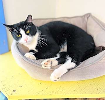 Photo of Lucky