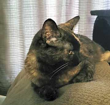 Photo of Biscuit