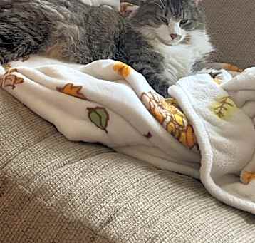 Photo of Goose