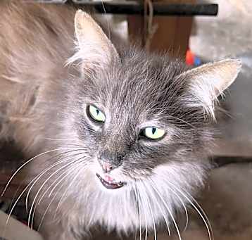 Photo of Smokey