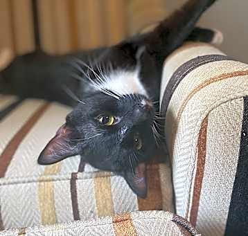 Photo of Whiskey