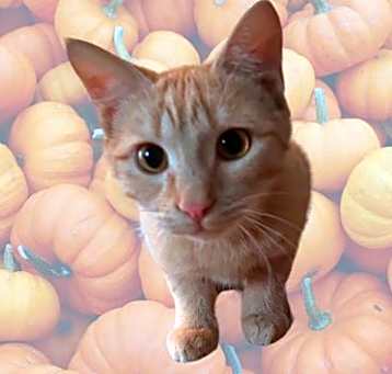 Photo of Pumpkin