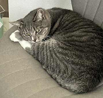 Photo of Matcha