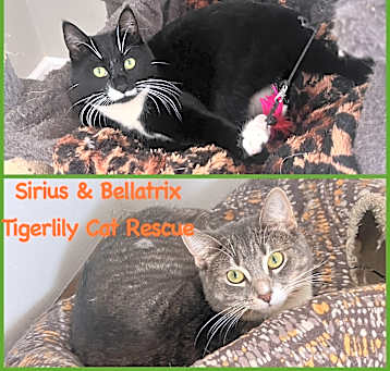 Photo of Sirius & Bellatrix