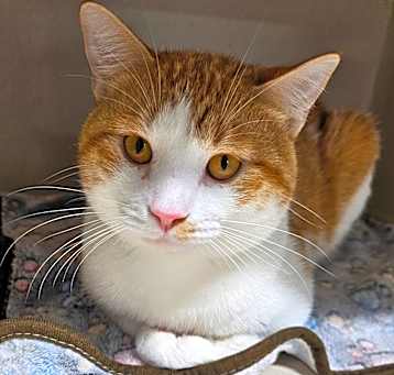 Photo of Little Fella